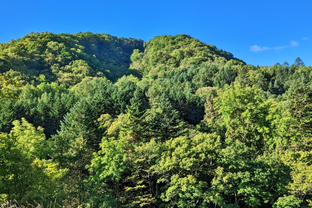 山林の活用方法とビジネスを成功させるポイント！おすすめの施設を紹介